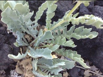 Fiore giallo dall''Etna - Glaucium flavum
